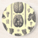 Recherche de anatomie dessous de verres Tête