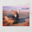 Search for tree photo postcards Beach