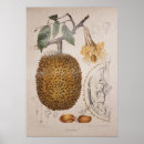 Search for vintage fruit posters Botanical