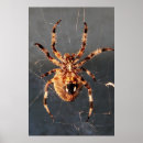 Recherche de orb posters Araignée