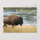 Search for yellowstone bison postcards River