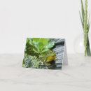 Search for frog note cards Animal