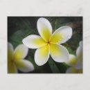 Search for frangipani postcards Blossom