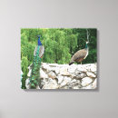 Search for peacock art Garden