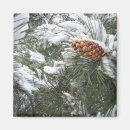 Search for white pine magnets Green