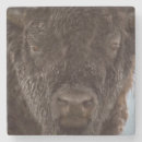 Recherche de bison dessous de verres Montana