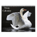 Search for swans swan calendars Animals