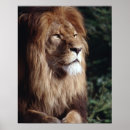 Search for lion brown posters Green