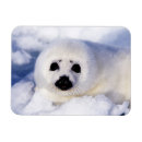 Recherche de bébé phoque magnets Animaux sauvages