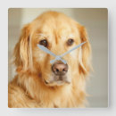 Recherche de golden retriever horloges Mignonette