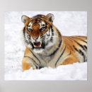 Search for laying posters Wildlife