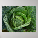Search for ripe vegetables posters Organic