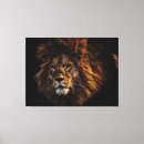 Recherche de lion photographie Amour