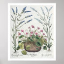 Recherche de cyclamen art Botanique