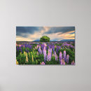 Search for new zealand canvas prints Lupine