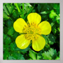 Recherche de green flowers posters Wildflower