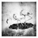 Search for black and white flamingo posters Flamingos