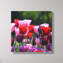 Recherche de copie de tulipe Pourpre