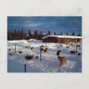 Search for sled postcards Alaska