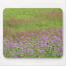 Recherche de phlox tapis souris Prairie