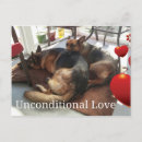 Recherche de chien de berger cartes postales Allemand