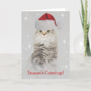 Search for norwegian forest cat postcards Feline
