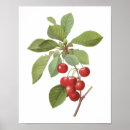 Recherche de cherry fruit posters Rétro