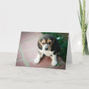 Search for beagle puppies cards Pets