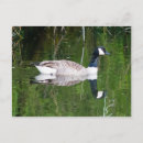 Search for branta postcards Nature