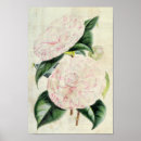 Search for countess posters Flowers