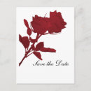 Recherche de rose rouge simple cartes postales Rétro