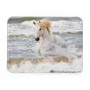 Recherche de cheval de camargue magnets Superstock