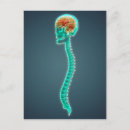 Recherche de moelle épinière posters Cervical