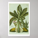 Recherche de banana posters Arbres
