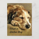 Search for adoptable postcards Dogs