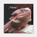 Search for bearded dragon magnets Scales