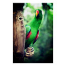 Search for colourful parrot posters Feathers