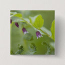 Search for flora buttons Fern