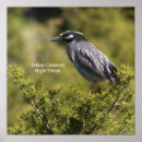 Search for crowned night heron art Wildlife