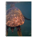 Search for turtle notebooks Hawaii
