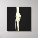 Search for skeleton anatomy posters Human body