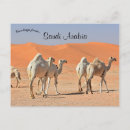 Search for dune horizontal postcards Camels