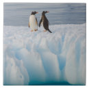 Recherche de iceberg carreaux Glace