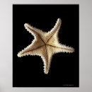 Search for skeleton posters Animals