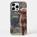 Search for calf cases Highland cow