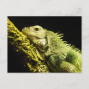 Search for iguanas postcards Green iguana