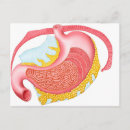 Recherche de oesophage posters Organes internes