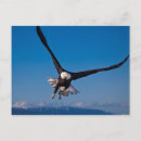 Recherche de faune américaine cartes postales Nature