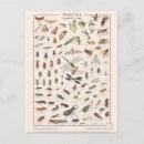 Search for insect postcards Postcrossing