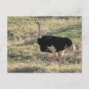 Recherche de ostrich cartes postales Nature